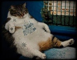 коты за решеткой