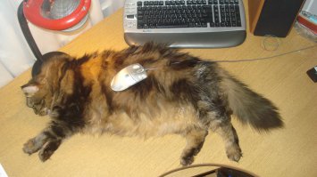 Отдохнем от политики и иностранщины... КотоПост!