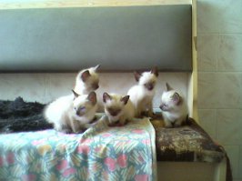 2 дня и спустя 3 недели)
Когда первый раз окатилась кошка был в легком ступоре. Сиамские котята - абсолютно белые :) Через пару дней только темнеть начинают конечности и ушки)