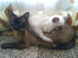 у меня судьба с сиамскими быть) Одну купили кошечку, а потом еще 4 с улицы подобрали за 17 лет сиамских.
Народ зря говорит, что сиамы злые) Они добрейшие существа! Просто их нельзя держать по одному\ Играться любят, а игры с когтями и зубами. Когда по двое - за них забываешь, не считая моментов когда по всей квартире друг за дружкой носятся :)
Кот был, любимец мой... Так до этого кот многим отцам далеко. Он, когда кошка уходила поесть, залезал к котятам и грел их. Мог рычать, когда они сиську пытались найти, но никогда не поднимал лапу. Вылизывал вместе с кошкой, когда только приводила котят, уходил от тарелки пока все мелкие и кошка не поедят, дошло до того, что пришлось кормить его отдельно. Он навсегда в моей памяти и сердце, людей таких мало сейчас, каким был Кузька.