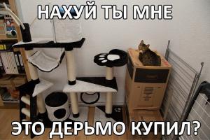 Картинки со смешными подписями