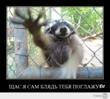 Пост обожания енотов