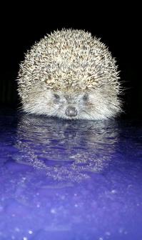 летом ночью нашли ежа, посадили на капот машины и сфотографировали...и вот такой кадр получился!