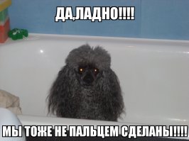 Типичный кот