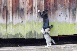 Улыбки, перед которыми невозможно устоять