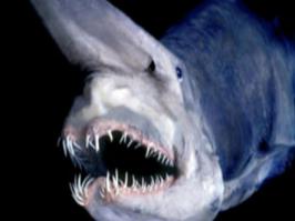 Про акулу - домового первый раз слышим? Я понимаю на Украине беда с образованием, понимаю у нас ЕГЭ убивает мозги. Но зачем так позориться то?