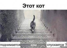 19 кошек, у которых жизненный кризис, потому что их не пускают домой