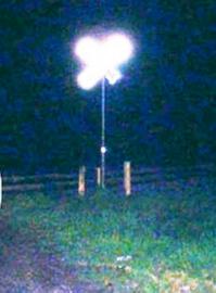 Может  показалось...кошика уже  нет  давно  нет-нет, а померещится ((((((((((((