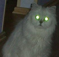 Может  показалось...кошика уже  нет  давно  нет-нет, а померещится ((((((((((((