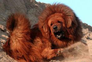 Самая дорогая собака в мире - $1,5 млн!!!!
Это редчайшим красный Тибетский мастиф по кличке "Hong Dong".Хонг Донг был выращен на диете из говядины, курицы, морских ушек и морских огурцов.
Это собака-легенда, этих удивительных собак,
происхождение которых вызывает множество споров, держали и Чингисхан, и Будда... 
Наверное  стоит того... одна диета чего стоит?!
И компания заводчиков достойная: Чингисхан, Будда и ...;-)
...  )))