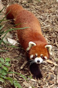 Медведи, медведи ;-)... подумаешь... котолапые же. Красные, говорите? Да проско банки с краской перепутали... Опять же  ринопластика и... вуаля  городской вариант