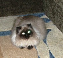 Медведи, медведи ;-)... подумаешь... котолапые же. Красные, говорите? Да проско банки с краской перепутали... Опять же  ринопластика и... вуаля  городской вариант