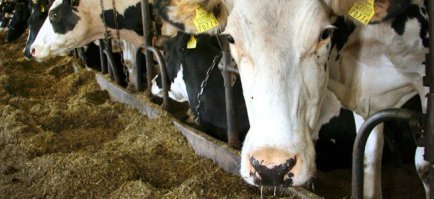 ...((( а этих сегодня под нож. Ложка дёгтя в  молоке.
Одно из крупнейших сельскохозяйственных предприятий Йыгеваского уезда, AS Perevara ликвидирует четыре молочные фермы из пяти и сокращает 75 работников из ста.
1300 дойных коров и примерно столько же молодняка распределены между пятью молочными фермами. Из них четыре работают в волости Йыгева, а дочернее предприятие Perevara – ферма паевого товарищества Põllurada – находится в волости Табивере.
На сегодняшний день стало ясно, что в течение полугода придется ликвидировать почти все фермы Perevara – кроме той, что находится в Табивере, где останется 220 голов скота.
Санкции, однако (((
Позор премьеру и президенту которые орут, что мы в пятерке и на санкции нам наплевать. И в то же время обидно за людей, которые остались без работы и страдают и внешней политики нашего государства.
Ёрничаю: - и всё потому, что теперь молоко в Японию будут продавать вмэсто России, да и на западе оно теперь тоже не надо - там своего молока некуда девать, ведь мы же всем миром решили навредить Рооссии, научить ее жить 
Коровок жалко и  людей (((