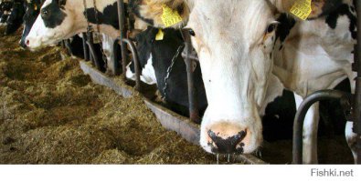 На полках магазинных реально польского производства мясо и молочка  дешевле  стали ... уже  процентов  до  сорока. Ассортимент  расширился, явно  старожилы ЕС  расширяют  рынок  для  себя и   зажимают  местные  производства: мясо  штабелями Германия, Испания, Польша... местное  самое  дорогое  из Раквере. Раньше  львиная  доля  отправлялась в Россию и   немецкого  на  полках  не  было.
Местные ( в  смысле те, что  всегда  продавались  в  наших магазинах) подешевели, да, но  не  так  чтобы  очень 10-20%
Некоторые  даже  подорожали на чуть, но есть что есть.
В общем, город  ещё  не  почувствовал... а вот  фермер?...
Уже  размещала  сообщение, но  прошло незамеченным, дублирую... похоже, это  "первая ласточка"(((
"Одно из крупнейших сельскохозяйственных предприятий Йыгеваского уезда, AS Perevara ликвидирует четыре молочные фермы из пяти и сокращает 75 работников из ста.
1300 дойных коров и примерно столько же молодняка распределены между пятью молочными фермами. Из них четыре работают в волости Йыгева, а дочернее предприятие Perevara – ферма паевого товарищества Põllurada – находится в волости Табивере.
На сегодняшний день стало ясно, что в течение полугода придется ликвидировать почти все фермы Perevara – кроме той, что находится в Табивере, где останется 220 голов скота.
Санкции, однако (((
Позор премьеру и президенту которые орут, что мы в пятерке и на санкции нам наплевать. И в то же время обидно за людей, которые остались без работы и страдают и внешней политики нашего государства."