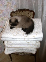 Это я, вся такая принцесса... на горошине :)