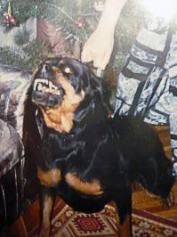 Джина (Вайга-Кулин) 1990-2003.