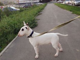 Сейчас начнут визжать "жертвы" и брызгать слюной заслуженные кинологи. Вот тоже одна из неодооцененных пород...Ласковый и нежный в семьей, с характером "прямым как палка" - хочу или не хочу. 
Сумел в себя в любить хоть и не думал, что получится (первая любовь ротвейлер).