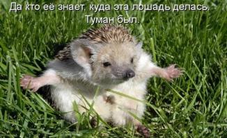 Про ёжика: