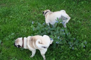 мои вонючки, никогда не встречают)))