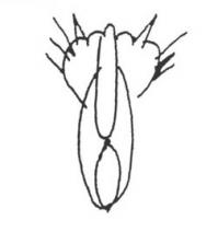 скорее вот так