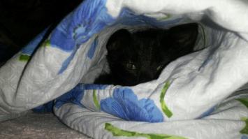 Типа "щаверма" замаскированная.