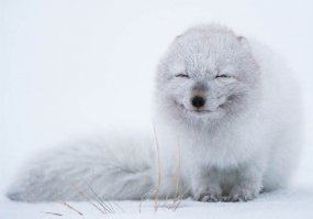 Кайфует:)