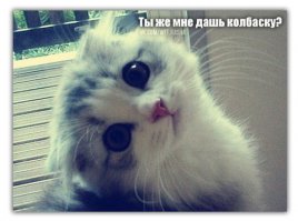 Беспородные коты, кошки и котята