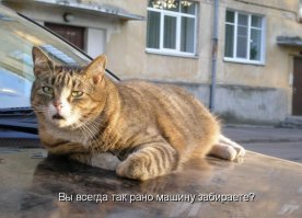 Спящие котэ