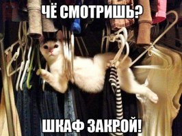 20 кошек-ниндзя освоивших искусство игры в прятки 