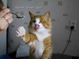 Симпатичные и забавные животные