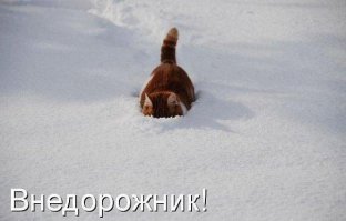 Как нужно выгуливать кота зимой