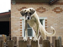 Ох уж эти дачники  