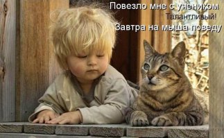 17 котов, из которых получились прекрасные няни