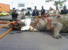 Ку.я.се какой большой крокодил.