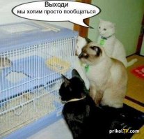 10 интересных фактов о кошках