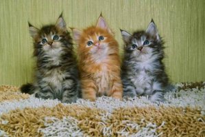 Котята, домашние любимцы