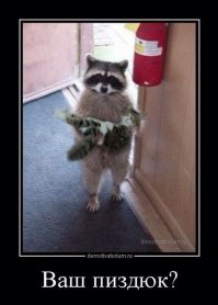 Енотов много не бывает