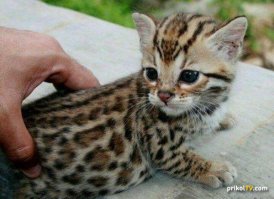 Самые дорогие породы кошек