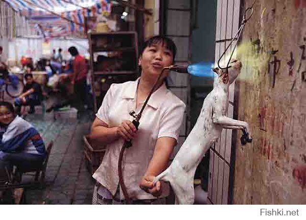 А вот кошачий супчик: замечу, что до момента варки кошка еще живая, ну или полуживая...