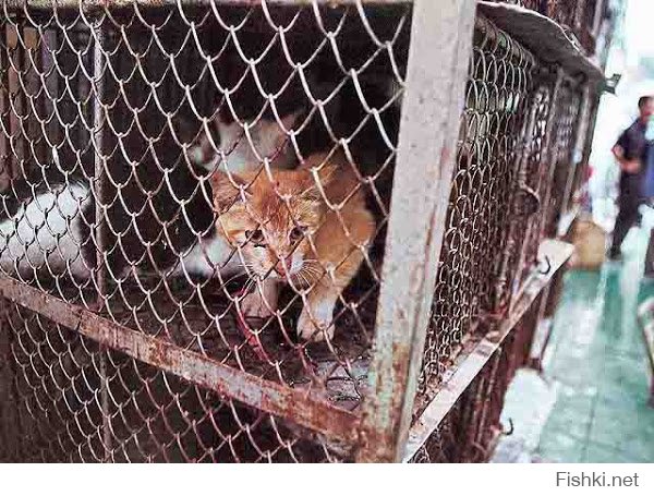 А вот кошачий супчик: замечу, что до момента варки кошка еще живая, ну или полуживая...