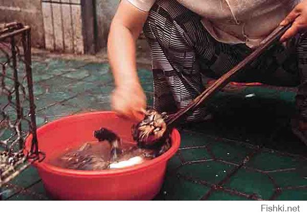 А вот кошачий супчик: замечу, что до момента варки кошка еще живая, ну или полуживая...