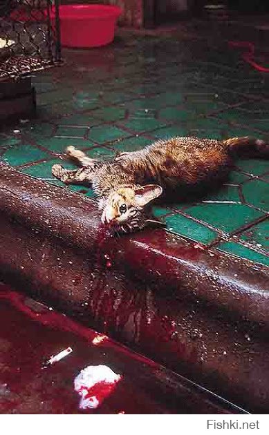 А вот кошачий супчик: замечу, что до момента варки кошка еще живая, ну или полуживая...