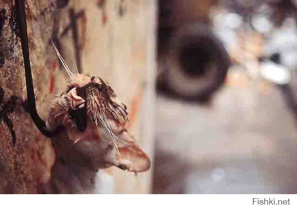 А вот кошачий супчик: замечу, что до момента варки кошка еще живая, ну или полуживая...