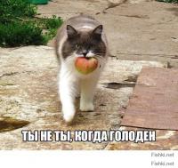 Котики атакуют