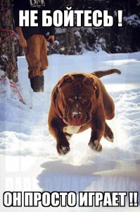 Самый крупный питбуль в мире