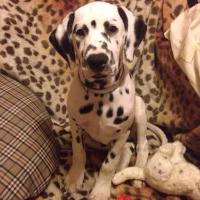 Мастера маскировки