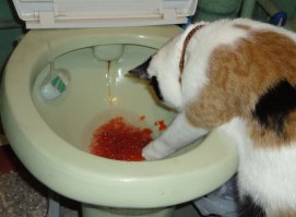 Daily Mail: «Страдающие» от кризиса россияне килограммами едят красную