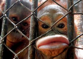 Теория Дарвина: знамя атеизма или?..