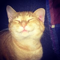 Рыжая кошка в доме — это кусочек солнышка!