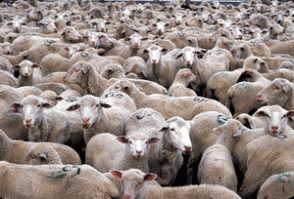 фу, аж смотреть противно, на страну тупых "ощипанных" баранов